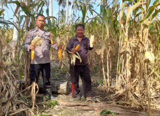 Bhabinkamtibmas Polsek Baras Dampingi Warga Panen Jagung Dukung Program Ketahanan Pangan