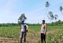 Bhabinkamtibmas Bambalamotu Pantau Perkembangan Tanaman Jagung, Dorong Petani Jual Hasil Panen ke Bulog