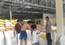 Bhabinkamtibmas Sarudu Dampingi Penjualan Hasil Panen Jagung ke Bulog, Petani Terima Pembayaran Transparan