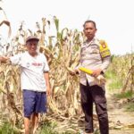 Bhabinkamtibmas Baras Dampingi Warga Panen Jagung, Dorong Ketahanan Pangan dan Kesejahteraan Petani