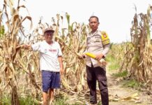 Bhabinkamtibmas Baras Dampingi Warga Panen Jagung, Dorong Ketahanan Pangan dan Kesejahteraan Petani