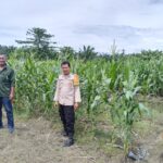 Bhabinkamtibmas Polsek Pasangkayu Dampingi Warga Kontrol Tanaman Jagung Untuk Dukung Program Ketahanan Pangan
