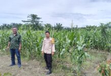 Bhabinkamtibmas Polsek Pasangkayu Dampingi Warga Kontrol Tanaman Jagung Untuk Dukung Program Ketahanan Pangan