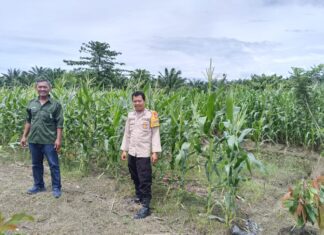 Bhabinkamtibmas Polsek Pasangkayu Dampingi Warga Kontrol Tanaman Jagung Untuk Dukung Program Ketahanan Pangan
