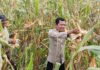 Bhabinkamtibmas Polsek Pasangkayu Laksanakan Panen Jagung Bersama Warga Desa Malei