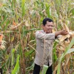 Bhabinkamtibmas Polsek Pasangkayu Laksanakan Panen Jagung Bersama Warga Desa Malei