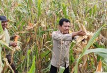 Bhabinkamtibmas Polsek Pasangkayu Laksanakan Panen Jagung Bersama Warga Desa Malei
