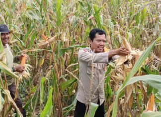 Bhabinkamtibmas Polsek Pasangkayu Laksanakan Panen Jagung Bersama Warga Desa Malei