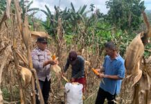 Bhabinkamtibmas Bambalamotu Panen Jagung 1,5 Ton, Wujud Nyata Dukungan Ketahanan Pangan di Desa Kalukunangka