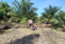 Bhabinkamtibmas Sarudu Ajak Warga Tanam Jagung Wujudkan Ketahanan Pangan di Dusun Mekar Sari