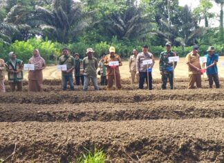 Dukung Ketahanan Pangan dan Tekan Inflasi, Bhabinkamtibmas Bambalamotu Hadiri Tanam Serentak Cabai dan Bawang Merah