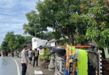 Gerak Cepat Polsek Sarudu Tangani Laka Lantas Tunggal Dump Truck di Jalan Menikung Desa Singgani