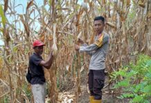 Bhabinkamtibmas Sarudu Dampingi Panen Jagung Warga, Dorong Optimalisasi Lahan untuk Ketahanan Pangan