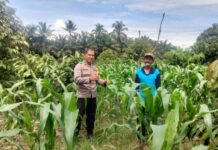 Bhabinkamtibmas Polsek Baras Dampingi Warga Pantau Pertumbuhan Jagung, Dukung Asta Cita Ketahanan Pangan