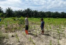 Bhabinkamtibmas Polsek Baras Monitoring Lahan Jagung Warga Dukung Program Ketahanan Pangan Nasional