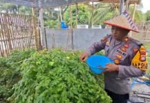 Kapolsek Sarudu Pimpin Panen P2L, Hasilnya Dinikmati Warga dan Bernilai Ekonomis