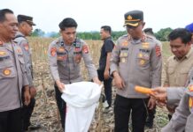 Polres Pasangkayu Ikuti Panen Raya Serentak Kuartal IV, Wujud Dukungan Ketahanan Pangan Nasional