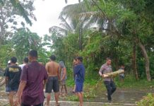 Sigap dan Humanis, Bhabinkamtibmas Polsek Bambalamotu Bersama Warga Evakuasi Pohon Tumbang di Jalan Trans Sulawesi