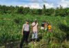 Dukung Ketahanan Pangan Nasional, Bhabinkamtibmas Polsek Baras Sambangi Kebun Jagung Warga di Lilimori