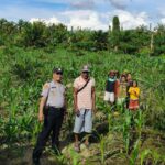 Dukung Ketahanan Pangan Nasional, Bhabinkamtibmas Polsek Baras Sambangi Kebun Jagung Warga di Lilimori