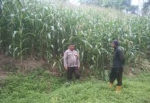 Dukung Ketahanan Pangan, Bhabinkamtibmas Polsek Sarudu Pantau Lahan Jagung Warga di Desa Sarudu