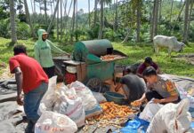 Bhabinkamtibmas.Bambalamotu Polres Pasangkayu Panen Jagung Bersama Kelompok Tani Samaturu di Desa Kalola