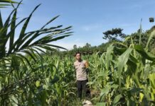 Dukung Program Ketahanan Pangan, Bhabinkamtibmas Polsek Sarudu Sambangi Kebun Jagung Warga Binaan