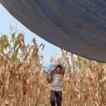 Bhabinkamtibmas Polsek Bambalamotu Panen Jagung Bersama Kelompok Tani Samaturu, Dukung Ketahanan Pangan Desa Kalola