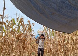 Bhabinkamtibmas Polsek Bambalamotu Panen Jagung Bersama Kelompok Tani Samaturu, Dukung Ketahanan Pangan Desa Kalola