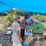 Bhabinkamtibmas Polsek Baras Panen Jagung Bersama Warga, Dukung Ketahanan Pangan di Desa Motu