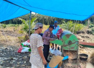 Bhabinkamtibmas Polsek Baras Panen Jagung Bersama Warga, Dukung Ketahanan Pangan di Desa Motu