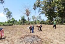 Bhabinkamtibmas Bambalamotu Turun ke Ladang, Dampingi Petani Jagung Samaturu Wujudkan Ketahanan Pangan di Kalola