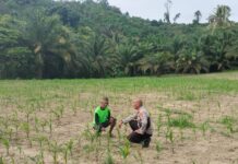 Kapolsek Pasangkayu Turun ke Kebun, Pastikan Pertumbuhan Jagung Petani di Desa Ako Optimal