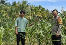 Dukung Ketahanan Pangan, Bhabinkamtibmas Bambalamotu Kawal Jagung Warga hingga Masa Panen