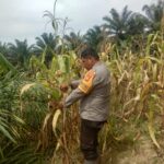 Bhabinkamtibmas Polsek Sarudu Turun ke Sawah, Dampingi Petani Panen 500 Kg Jagung Siap Diserap Bulog