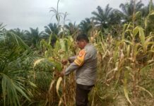 Bhabinkamtibmas Polsek Sarudu Turun ke Sawah, Dampingi Petani Panen 500 Kg Jagung Siap Diserap Bulog
