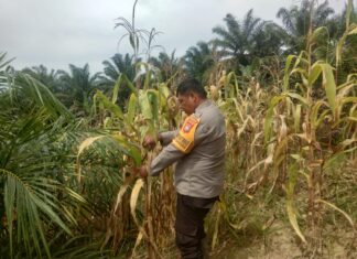 Bhabinkamtibmas Polsek Sarudu Turun ke Sawah, Dampingi Petani Panen 500 Kg Jagung Siap Diserap Bulog