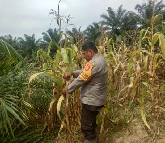 Bhabinkamtibmas Polsek Sarudu Turun ke Sawah, Dampingi Petani Panen 500 Kg Jagung Siap Diserap Bulog