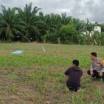 Bhabinkamtibmas Polsek Bambalamotu Pantau Perkembangan Jagung Usia 2 Minggu, Dorong Petani Optimalkan Lahan di Randomayang