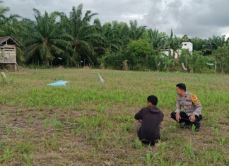 Bhabinkamtibmas Polsek Bambalamotu Pantau Perkembangan Jagung Usia 2 Minggu, Dorong Petani Optimalkan Lahan di Randomayang
