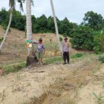 Bhabinkamtibmas Polsek Pasangkayu Kawal Ketahanan Pangan, Pantau Tanaman Jagung Warga di Saloaya