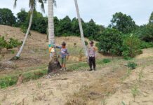 Bhabinkamtibmas Polsek Pasangkayu Kawal Ketahanan Pangan, Pantau Tanaman Jagung Warga di Saloaya