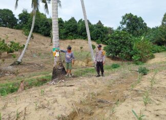 Bhabinkamtibmas Polsek Pasangkayu Kawal Ketahanan Pangan, Pantau Tanaman Jagung Warga di Saloaya