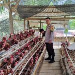 Bhabinkamtibmas Polsek Baras Sambangi Peternak Ayam di Benggaulu, Perkuat Keamanan dan Dukung Usaha Produktif Warga