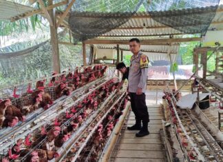 Bhabinkamtibmas Polsek Baras Sambangi Peternak Ayam di Benggaulu, Perkuat Keamanan dan Dukung Usaha Produktif Warga