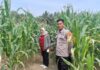 Kawal Pertumbuhan Jagung 1 Hektare, Bhabinkamtibmas Ajak Warga Maksimalkan Hasil Panen