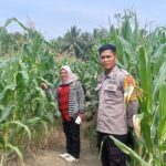Kawal Pertumbuhan Jagung 1 Hektare, Bhabinkamtibmas Ajak Warga Maksimalkan Hasil Panen