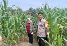 Kawal Pertumbuhan Jagung 1 Hektare, Bhabinkamtibmas Ajak Warga Maksimalkan Hasil Panen