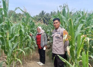 Kawal Pertumbuhan Jagung 1 Hektare, Bhabinkamtibmas Ajak Warga Maksimalkan Hasil Panen