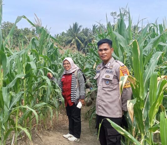 Kawal Pertumbuhan Jagung 1 Hektare, Bhabinkamtibmas Ajak Warga Maksimalkan Hasil Panen